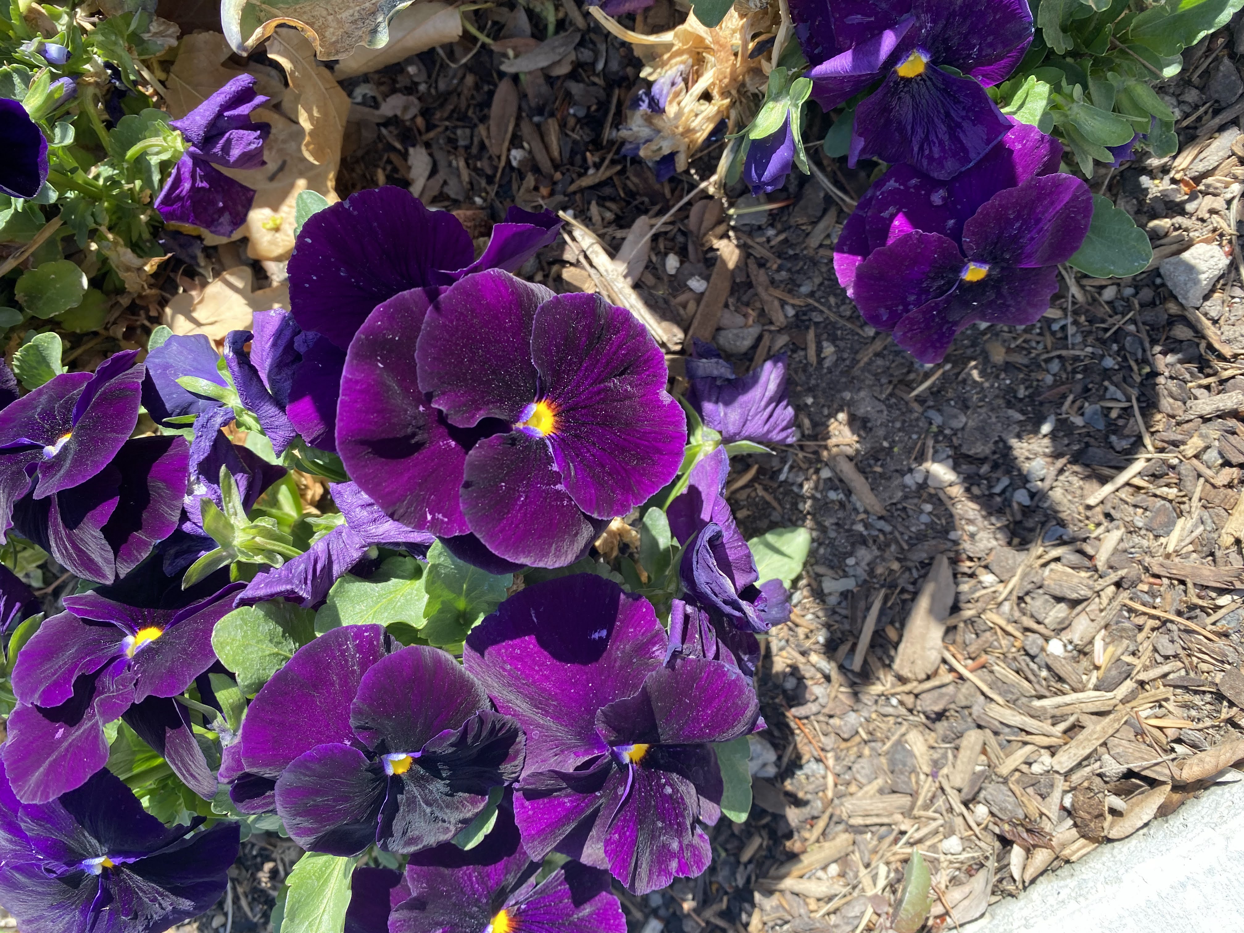 Perfect Purple Pansies